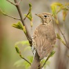 Drozd zpevny - Turdus philomelos - Song Thrush 5220